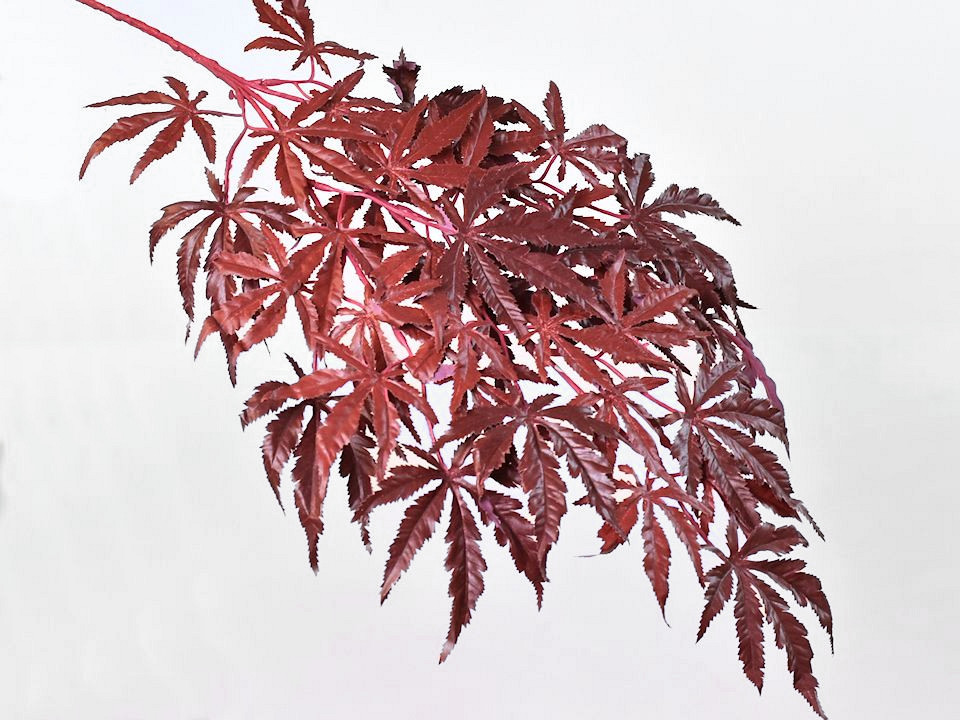 Japanese Maple 70cm Red